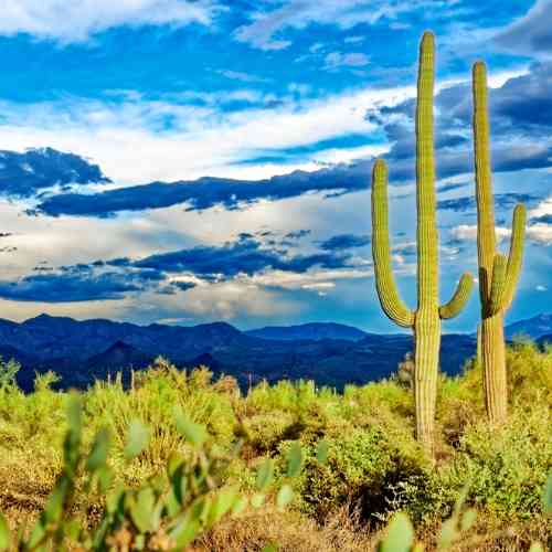 Seven Sisters Holistic Healing Institute - Jomo Barnett